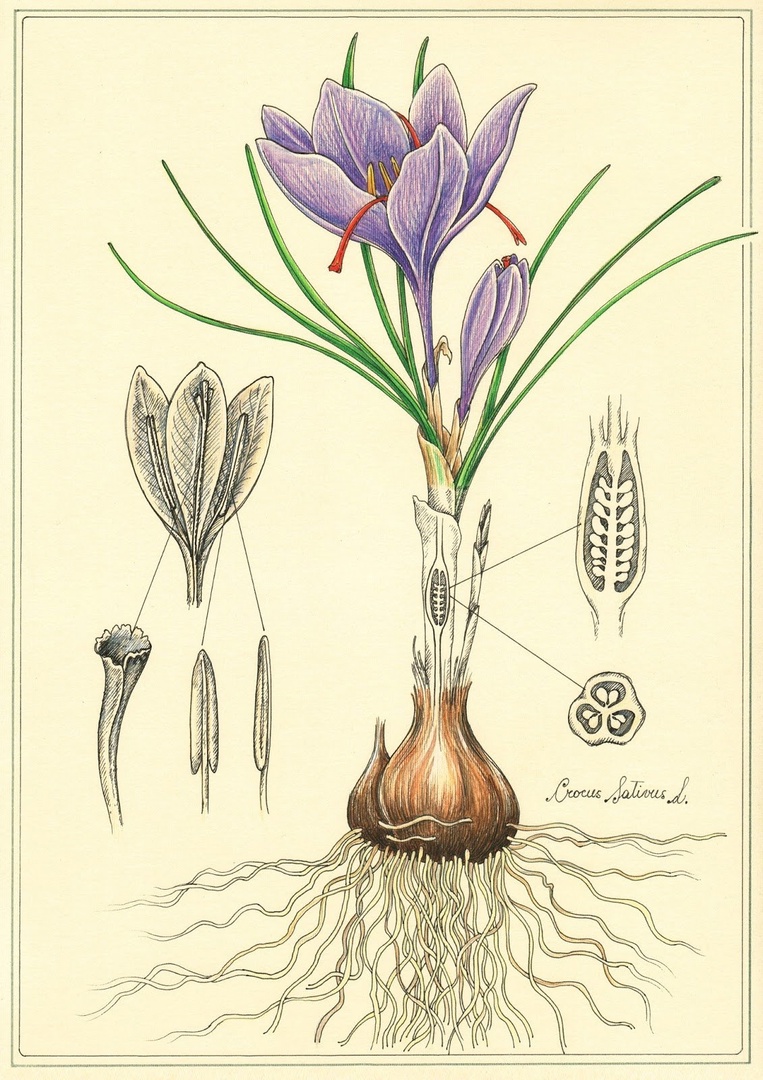 Шафран посевной Ботаническая иллюстрация